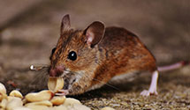 stored-product-pest-control Experts in Stockbridge